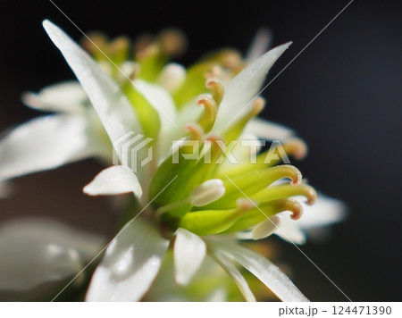 キクバオウレンの両性花（20250321105827） 124471390