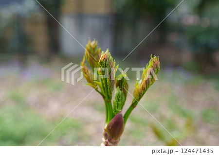 タラの芽 タラの芽 124471435