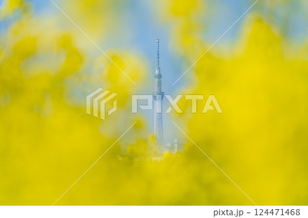 「東京都」菜の花と東京すかいツリー 124471468