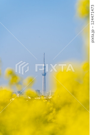 「東京都」菜の花と東京すかいツリー 124471473