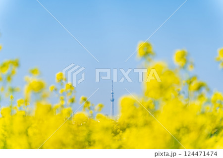 「東京都」菜の花と東京すかいツリー 124471474