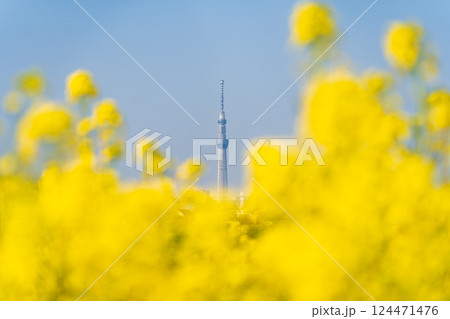 「東京都」菜の花と東京すかいツリー 124471476