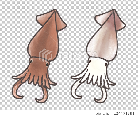 魷魚的插圖 124471591