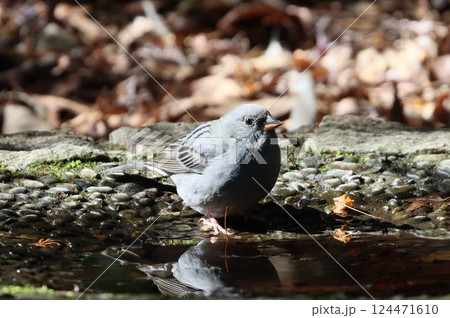 クロジ クロジ 124471610