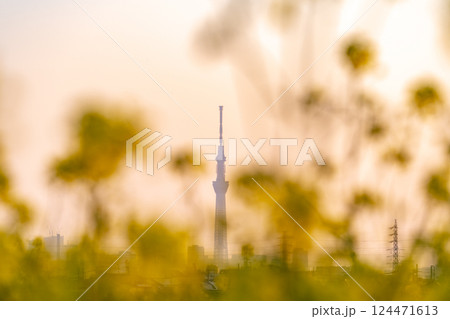 「東京都」春の夕空と東京スカイツリー 「東京都」春の夕空と東京スカイツリー 124471613