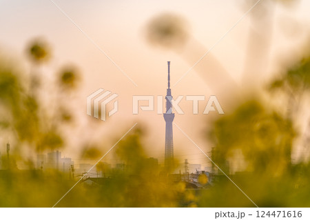 「東京都」春の夕空と東京スカイツリー 124471616