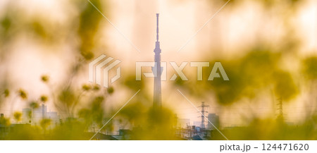 「東京都」春の夕空と東京スカイツリー 124471620