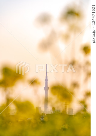 「東京都」春の夕空と東京スカイツリー 「東京都」春の夕空と東京スカイツリー 124471621