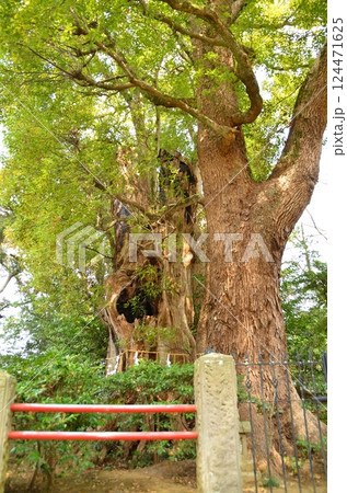 千葉県香取郡神崎町神崎本宿の神崎神社　御神木の大クス 124471625