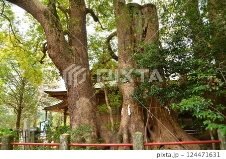 千葉県香取郡神崎町神崎本宿の神崎神社　御神木の大クス 124471631