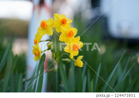 スイセンの花 スイセンの花 124471651
