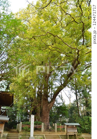 千葉県香取郡神崎町神崎本宿の神崎神社 御神木の大クス 千葉県香取郡神崎町神崎本宿の神崎神社 御神木の大クス 124471717