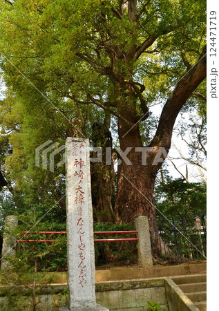 千葉県香取郡神崎町神崎本宿の神崎神社　御神木の大クス 124471719