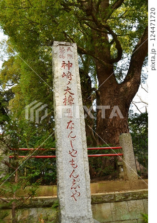 千葉県香取郡神崎町神崎本宿の神崎神社 御神木の大クス 千葉県香取郡神崎町神崎本宿の神崎神社 御神木の大クス 124471720