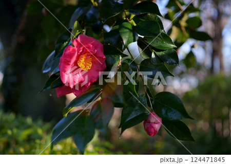 椿の花 椿の花 124471845