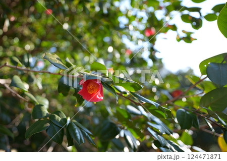 椿の花 124471871