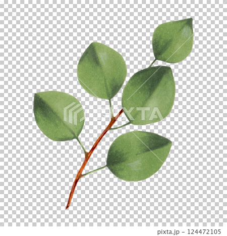 Branch with pear leaves. Watercolor and marker illustration. Hand drawn isolated art. Branch plant with greenery. Botanical green branch. Fruit foliage sketch for nature design. Plant with greenery 124472105