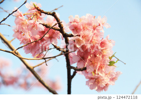 淡い桃色に色づいた桜の花 124472118