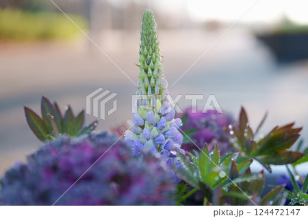 ルピナスの花 ルピナスの花 124472147
