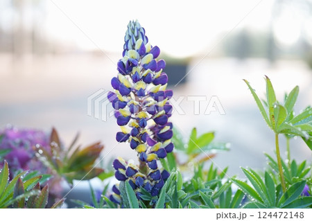 ルピナスの花 ルピナスの花 124472148