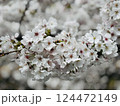 ソメイヨシノが春を連れてきてくれたよ 124472149