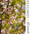 ピンクに色づいた桜が春を運んできたよ 124472150
