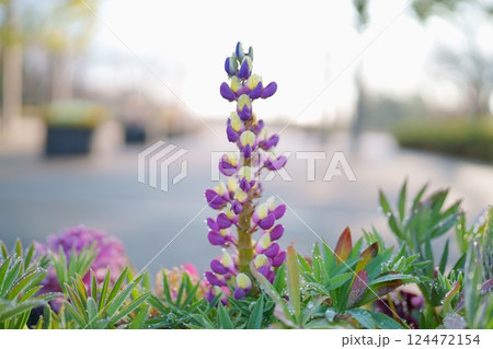 ルピナスの花 124472154