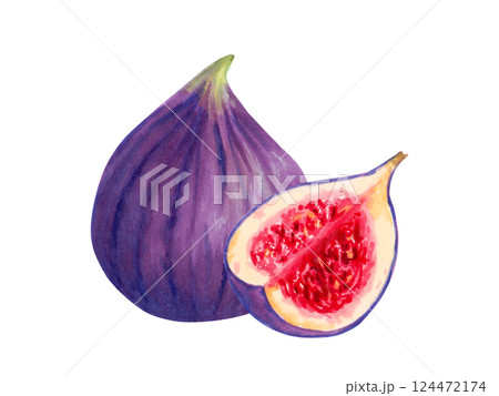 Fruit composition of whole and sliced figs. Botanical illustration with watercolor, marker. Tropical berries sketch. Hand drawn isolated clipart. Vegetable picture for food packaging, juice, menu. 124472174