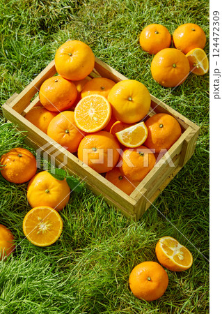 Fresh oranges placed in wooden crates displayed on the green grass of the farm. The newly harvested oranges have drops of morning dew. Orange flesh is fresh and juicy, orange seeds are tiny. Fresh oranges placed in wooden crates displayed on the green grass of the farm. The newly harvested oranges have drops of morning dew. Orange flesh is fresh and juicy, orange seeds are tiny. 124472309