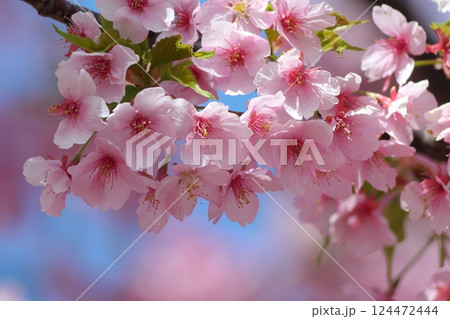 春の陽光に照らされる満開のピンク色の桜 春の陽光に照らされる満開のピンク色の桜 124472444
