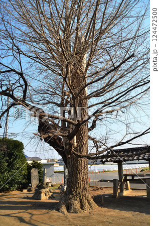 埼玉県深谷市岡の当後白鬚神社　御神木の大銀杏 124472500