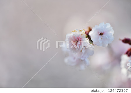 熊谷桜 熊谷桜 124472597