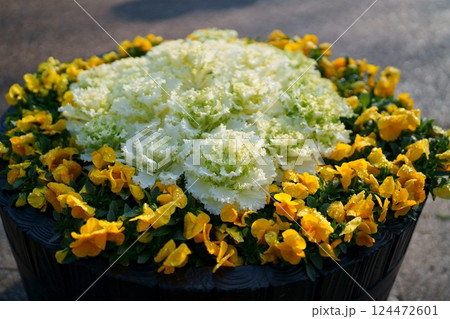 寄せ植え 124472601