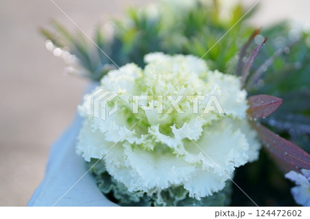 寄せ植え 124472602