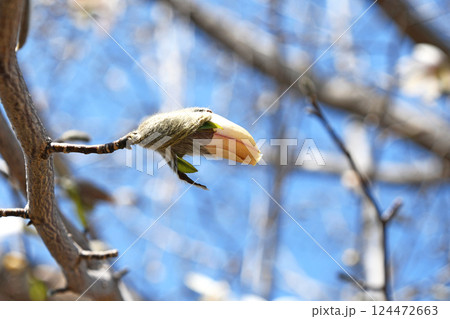 コブシのつぼみ 124472663