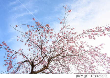 青空と桃色の枝垂れ桜　満開 124473696