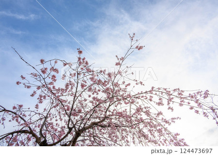 青空と桃色の枝垂れ桜 満開 青空と桃色の枝垂れ桜 満開 124473697