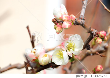 ボケの花と蕾 124473748