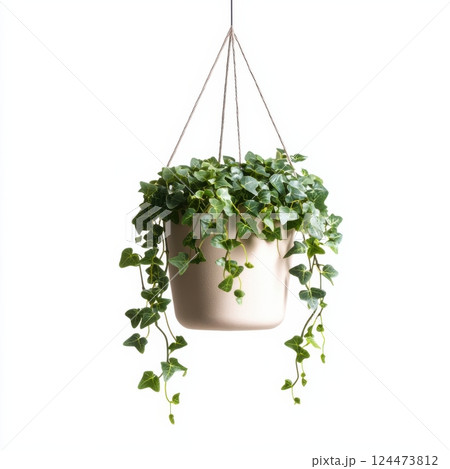Cascading Ivy Plant Hanging in Simple Pot with Natural Vibes Cascading Ivy Plant Hanging in Simple Pot with Natural Vibes 124473812