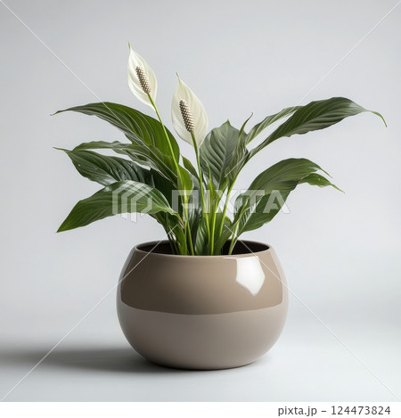 Peace Lily Plant with Glossy Leaves and Elegant White Blooms Peace Lily Plant with Glossy Leaves and Elegant White Blooms 124473824