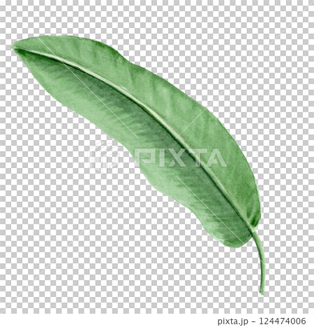 Banana palm leaf watercolor illustration isolated on white background. Hand drawn rainforest nature clipart, design element perfect for cards, posters, packages, banners, stationary, label logo decor 124474006