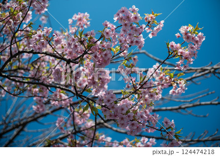桜 桜 124474218