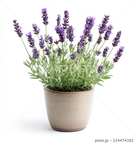 Beautiful Blooming Lavender Plant in a Decorative Pot 124474382