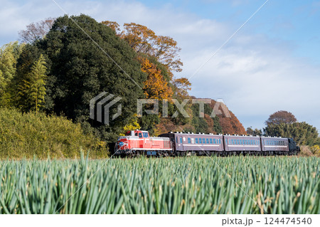 【真岡線】ねぎ畑沿線を通過する回送のSLもおか 124474540