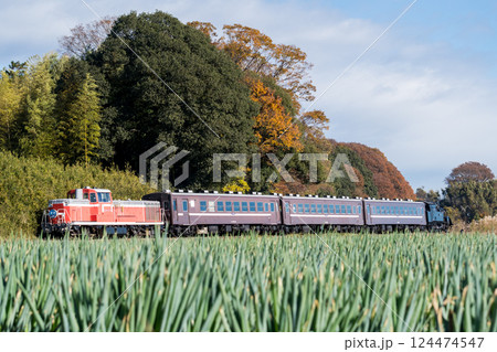 【真岡線】ねぎ畑沿線を通過する回送のSLもおか 【真岡線】ねぎ畑沿線を通過する回送のSLもおか 124474547