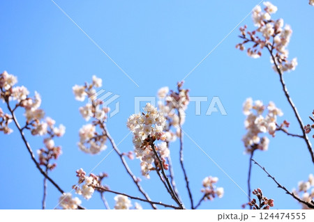 満開のプラムの花 124474555