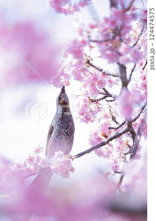 満開の河津桜と野鳥 124474575