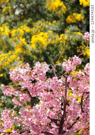 満開の河津桜 124474585