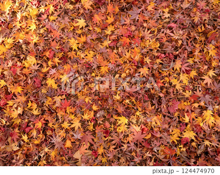いちめんの紅葉したカエデの落ち葉 124474970