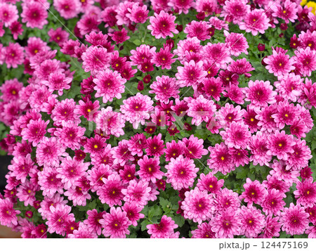 小菊の花 124475169